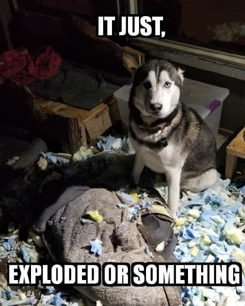 Husky Meme - It just exploded or something