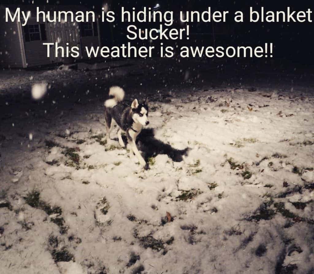 Husky meme - my human is hiding under a blanket sucker this weather is awesome