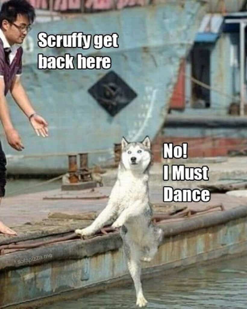 Husky meme - scruffy get back here, no i must dance