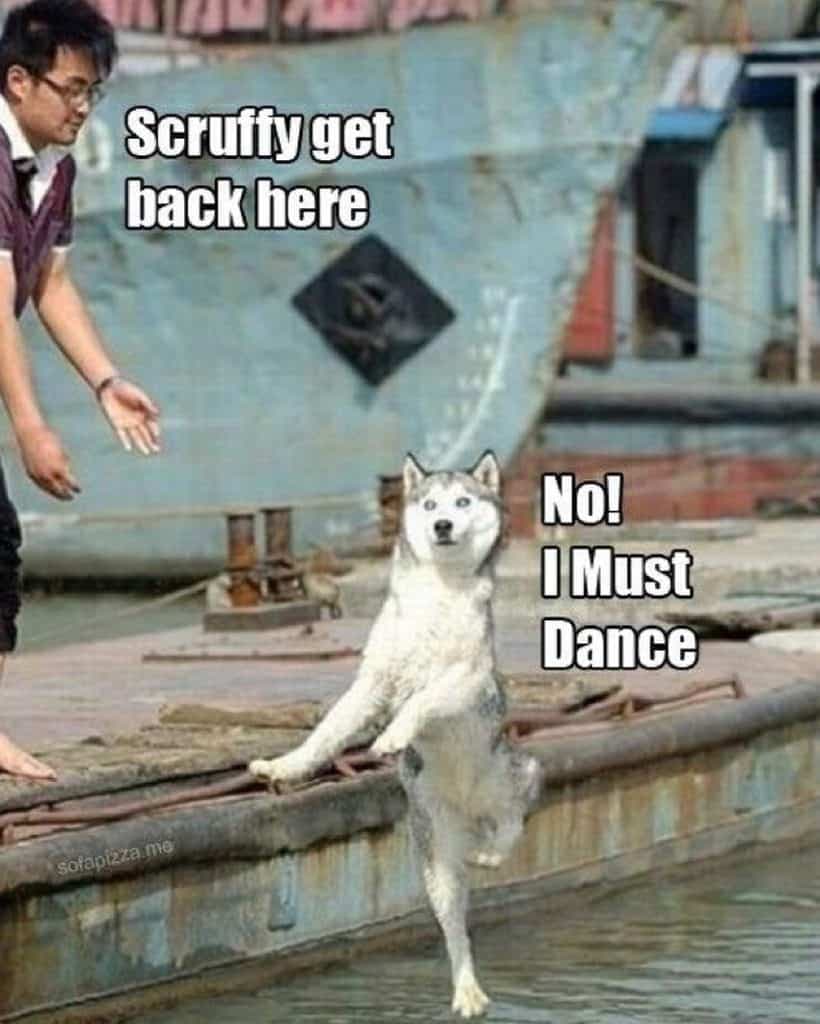 Husky Meme - Scruffy get back here, No I must dance