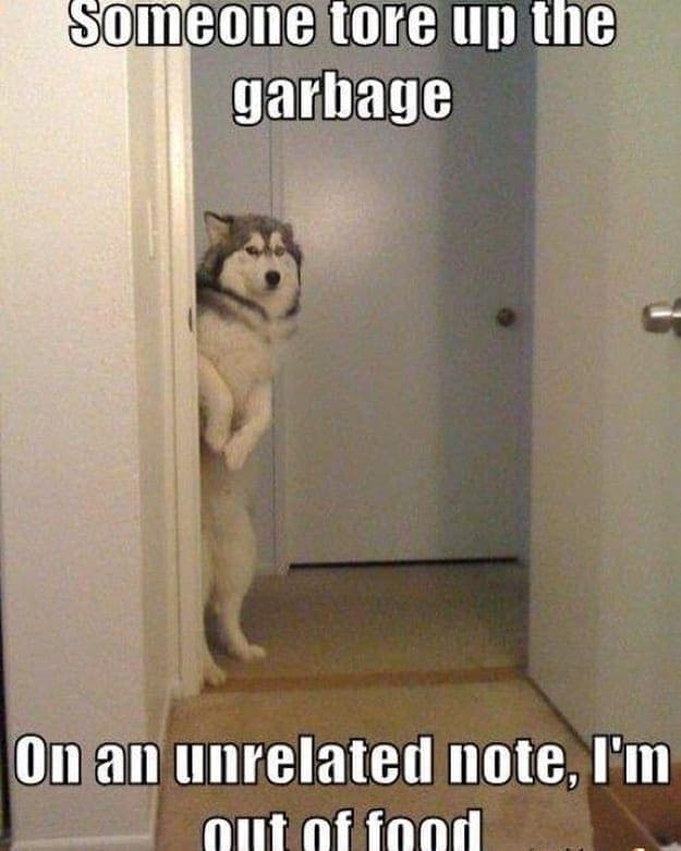 Husky meme - someone tore up the garbage on an unrelated note, i'm out of food