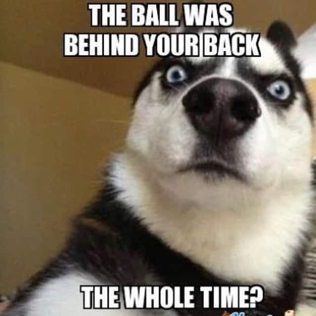 Husky meme - the ball was behind your back the whole time