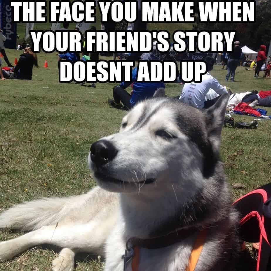 Husky meme - the face you make when you friend's story doesn't add up