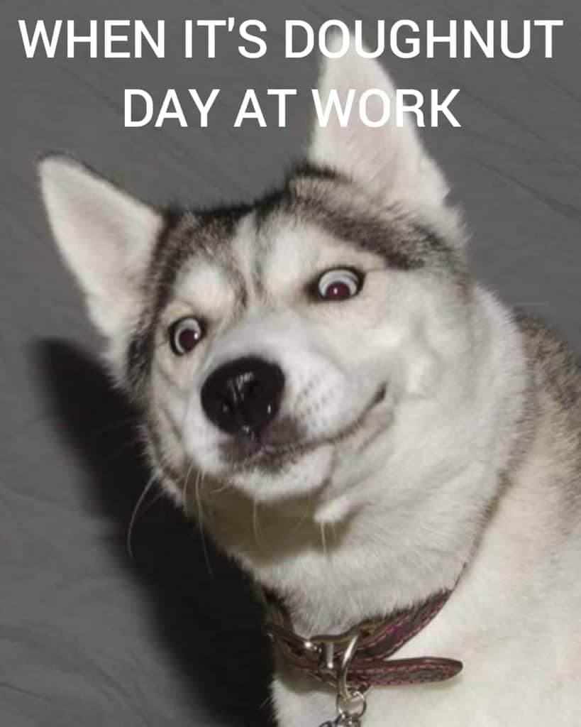 Husky meme - when it's doughnut day at work