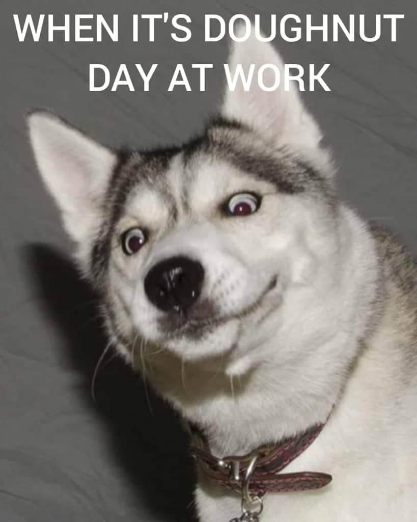 Husky Meme - when it's doughnut day at work