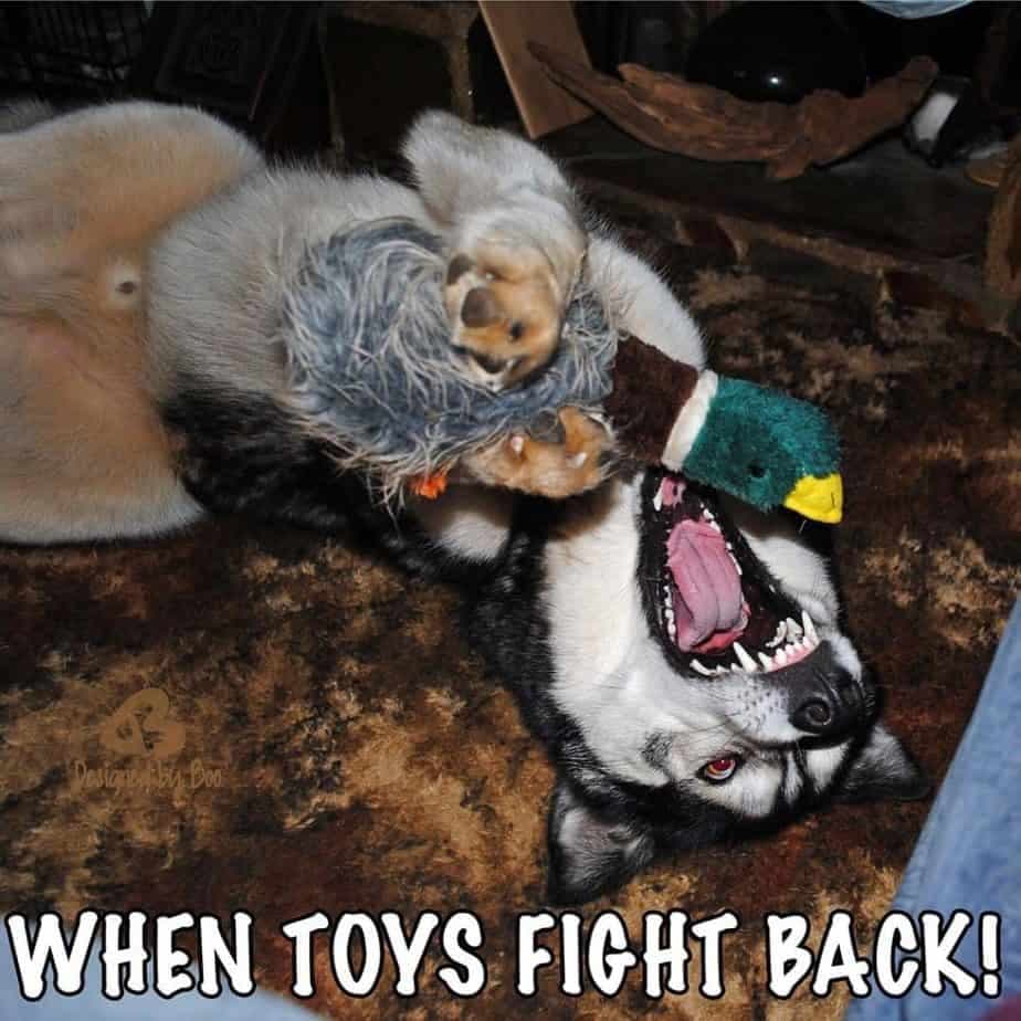 Husky meme - when toys fight back