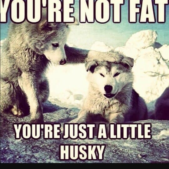 Husky meme - you're not fat, you're just a little husky