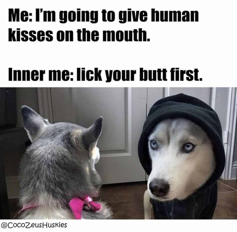 Husky meme- i'm going to give human kisses on the mouth, lick your butt first