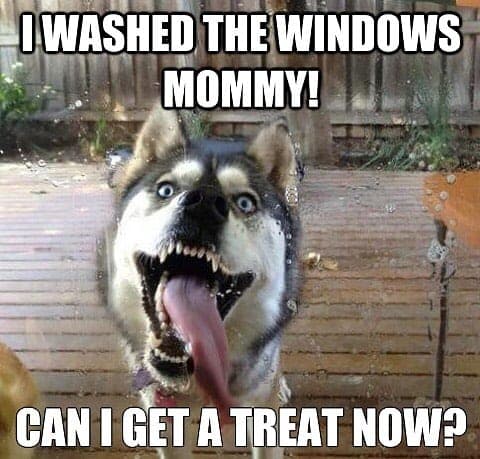 I washed the windows mommy, can i get a treat now - husky meme