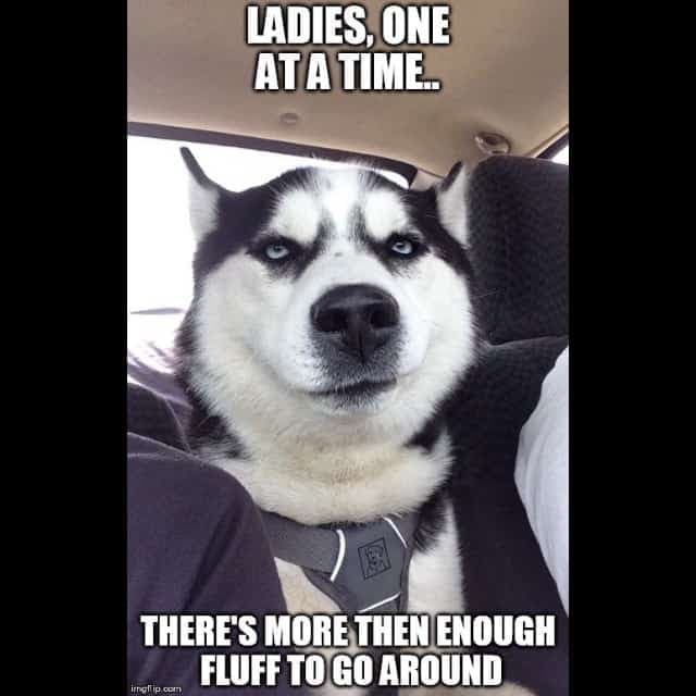 Ladies, one at a time, there's more then enough fluff to go around - husky meme