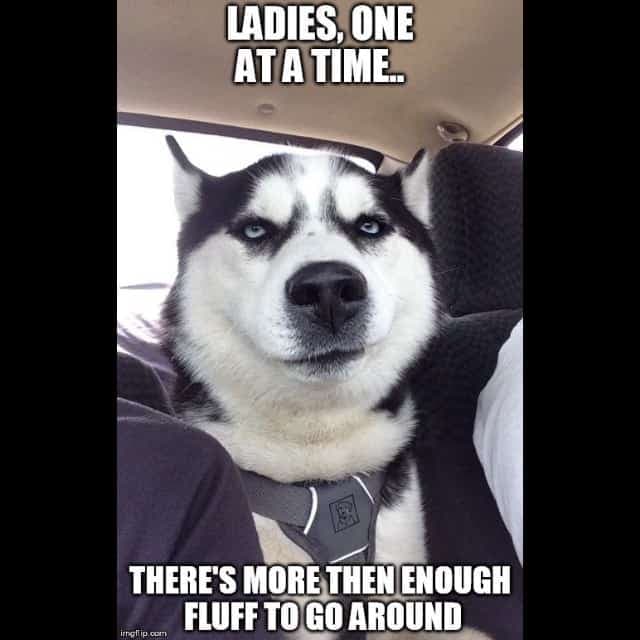 Ladies, one at a time, there's more then enough fluff to go around - Husky Meme