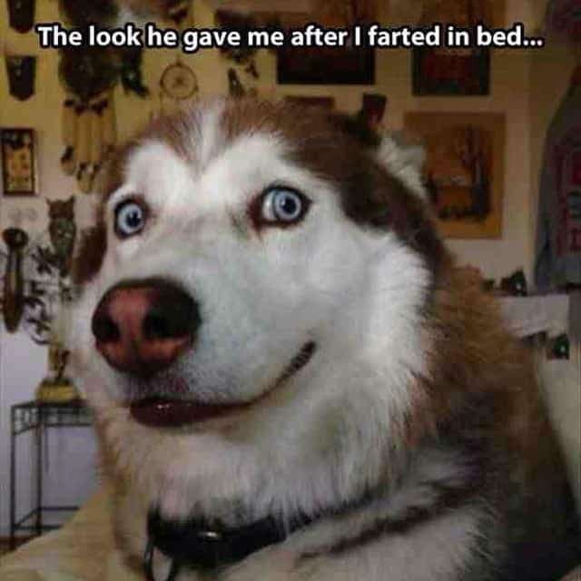 The look he gave me after i farted in bed - husky meme