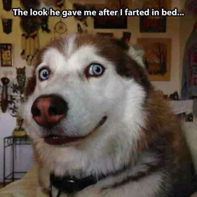 The look he gave me after I farted in bed - Husky Meme