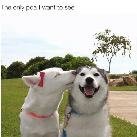 The only pda I want to see - Husky Meme