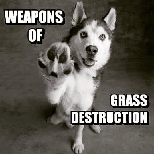 Weapons of grass destruction - husky meme