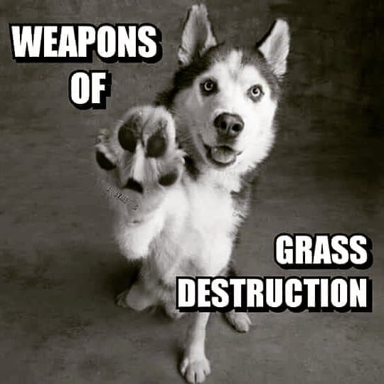 Weapons of grass destruction - Husky Meme