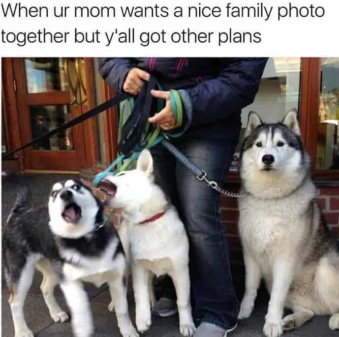 When ur mom wants a ice family photo together but y'all got other plans - husky meme