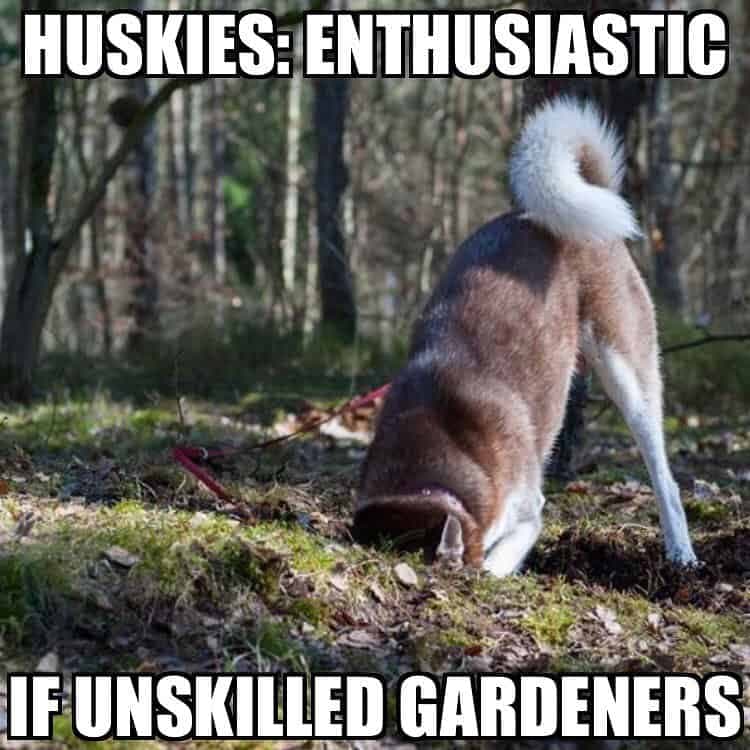 Huskies enthusiastic if unskilled gardeners - Husky Meme