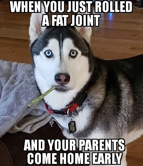Husky meme - when you just rolled a fat joint and your parents come home early