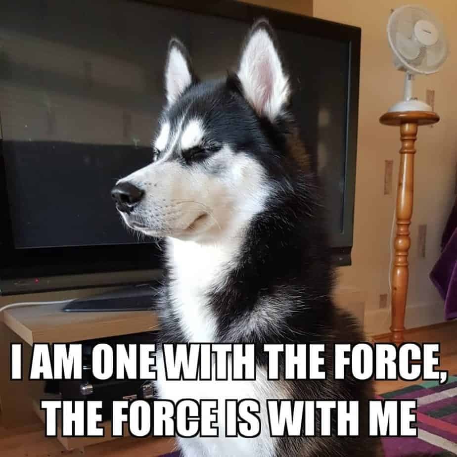 Husky meme - i am one with the force, the force is with me