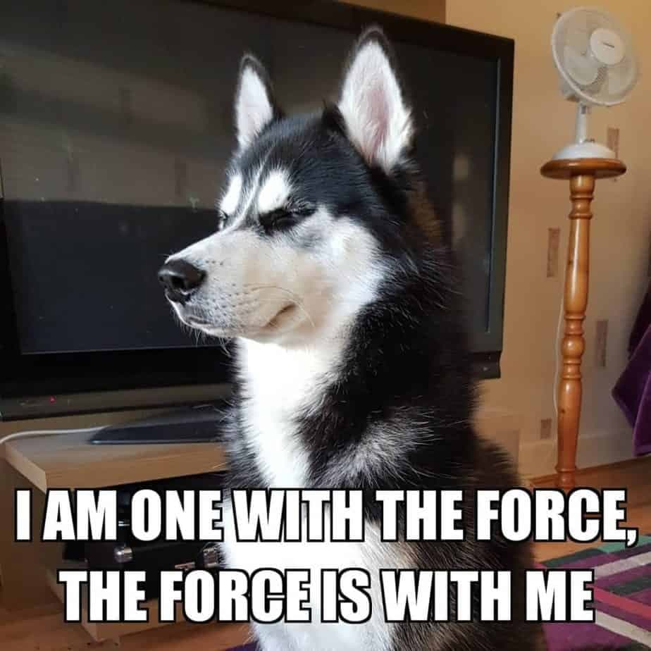 Husky Meme - I am one with the force, the force is with me