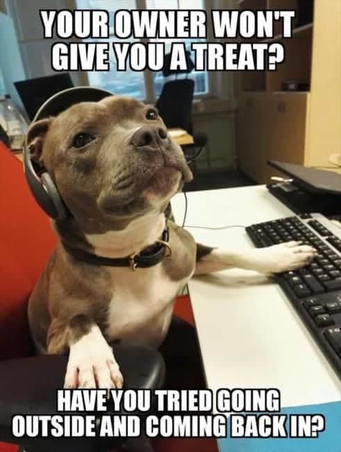Service dog meme - your owner won't give you a treat. Have you tried going outside and coming back in
