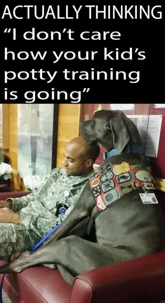 Service dog meme - actually thinking 'i don't care how your kid's potty training is going'