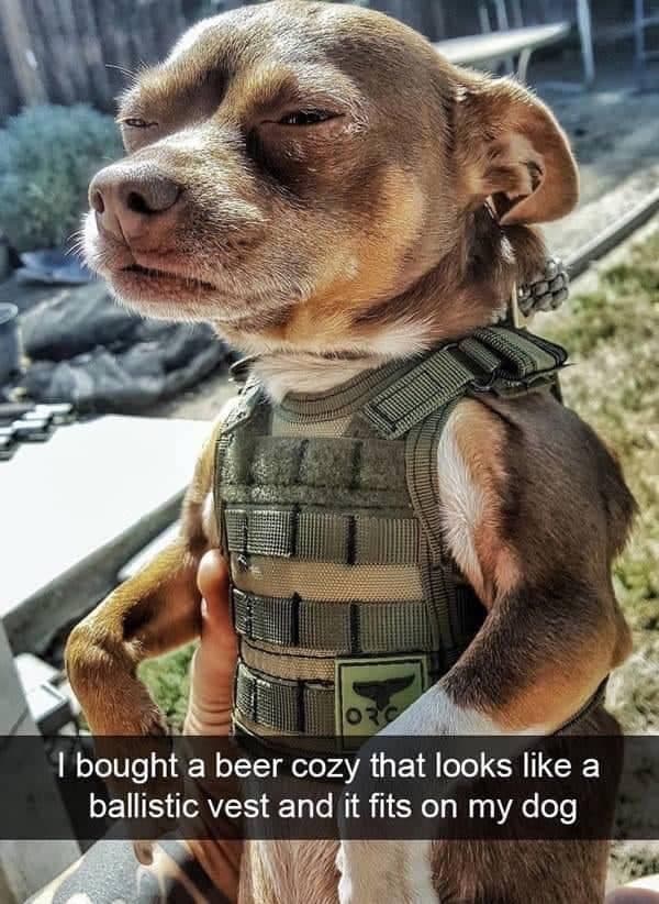 Service dog meme - i bought a beer cozy that looks likes a ballistic vest and it fits on my dog