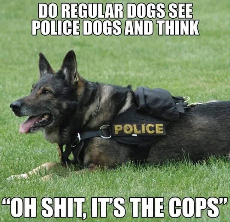 Service Dog Meme - Do regular dogs see police dogs and think 'oh shit, it's the cops'