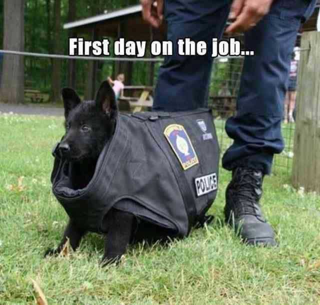 Service dog meme - first day on the job...