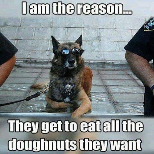 Service dog meme - i am the reason... They get to eat all the doughnuts they want