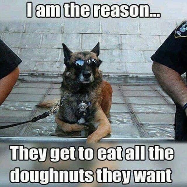 Service Dog Meme - I am the reason... They get to eat all the doughnuts they want