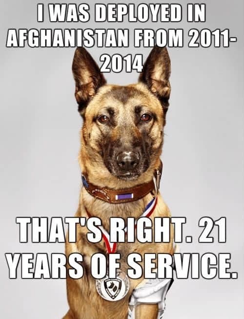 Service dog meme - i was deployed in afghanistan from 2011-2014. That's right. 21 years of service.
