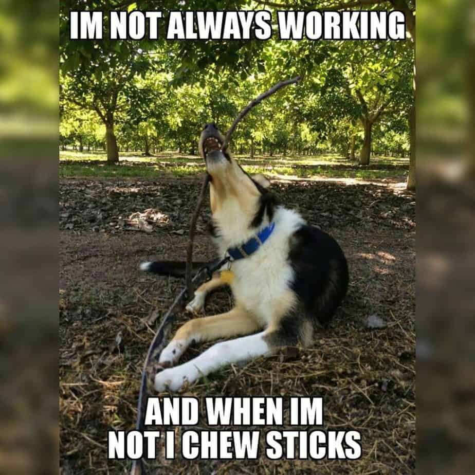 Service dog meme - im not always working and when im not i chew sticks