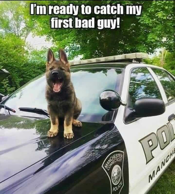 Service dog meme - i'm ready to catch my first bad guy!