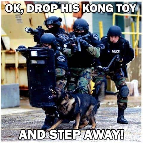 Service dog meme - ok, drop his kong toy and step away!