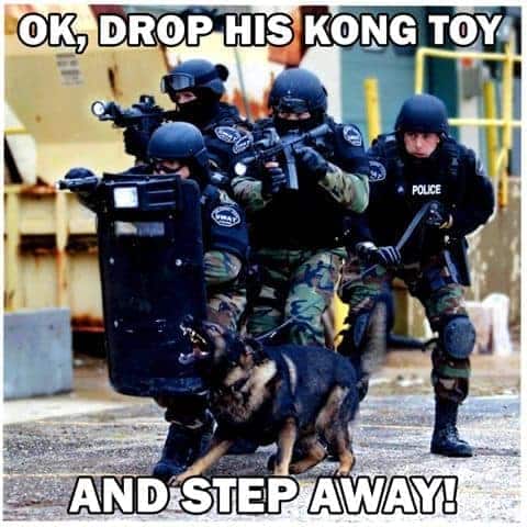 Service Dog Meme - Ok, drop his kong toy and step away!