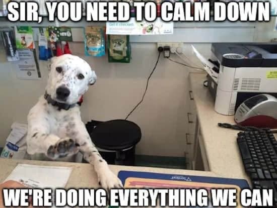 Service dog meme - sir, you need to calm down we're doing everything we can