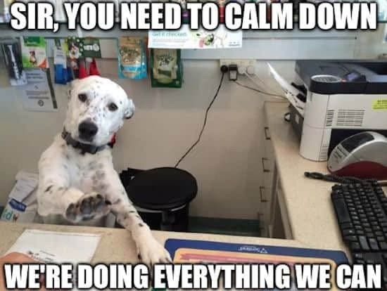 Service Dog Meme - Sir, you need to calm down we're doing everything we can