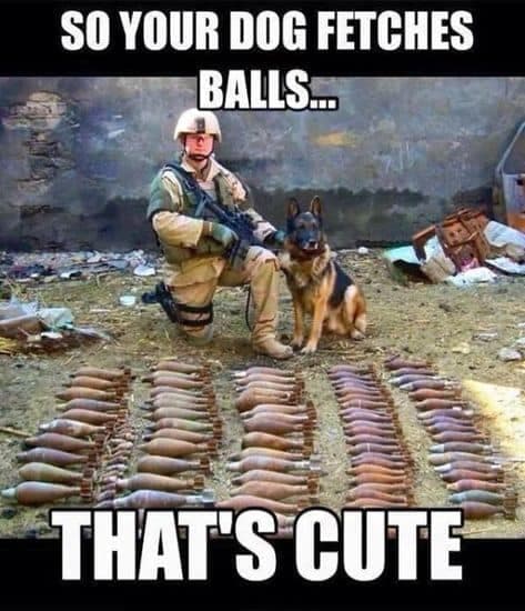 Service dog meme - so your dog fetches balls... That's cute