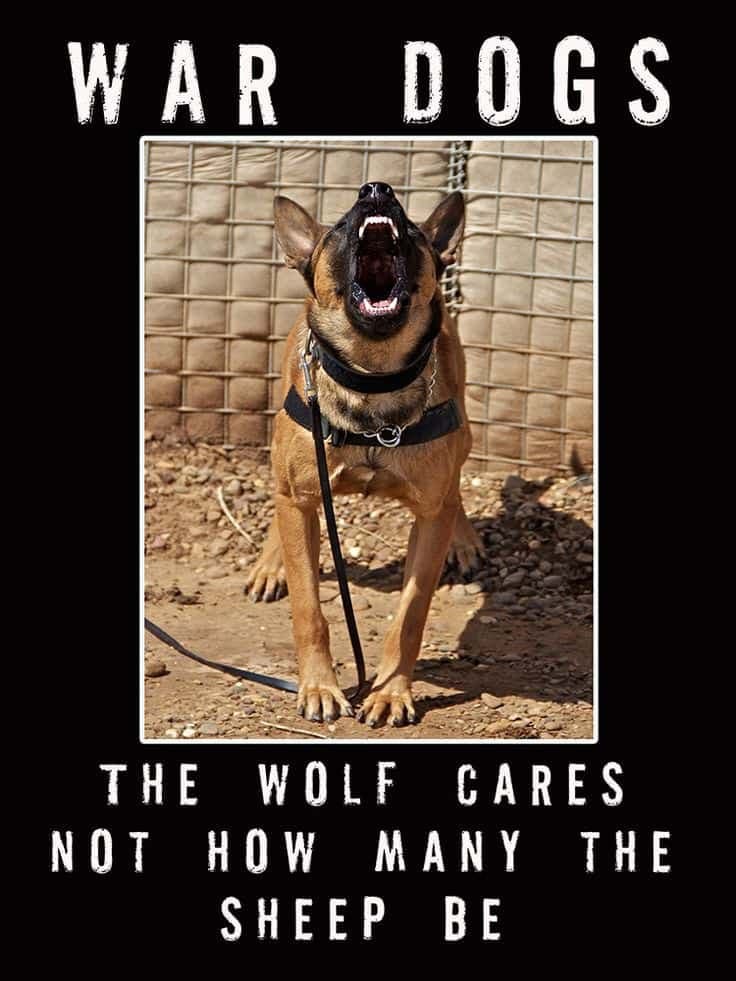 Service Dog Meme - War Dogs. The wolf cares not how many the sheep be