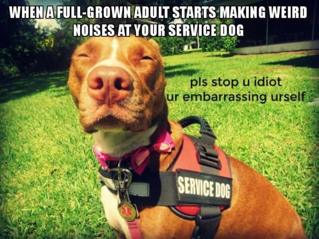 Service dog meme - when a full-grown adult starts making weird noises at your service dog pls stop u idiot ur embarrassing urself