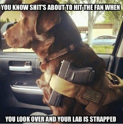 Service dog meme - you know shit's about to hit the fan when you look over and your lab is strapped