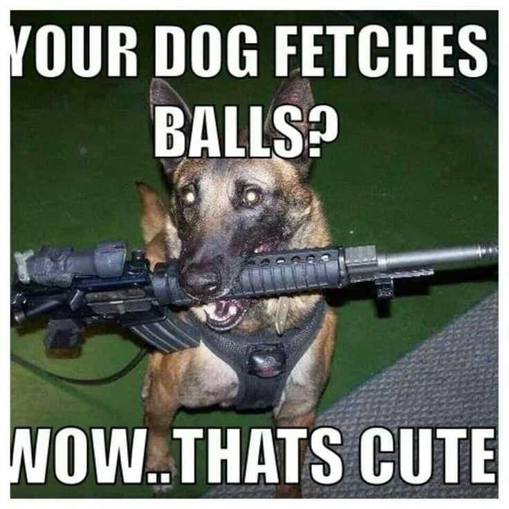 Service Dog Meme - Your dogs fetches balls. Wow thats cute