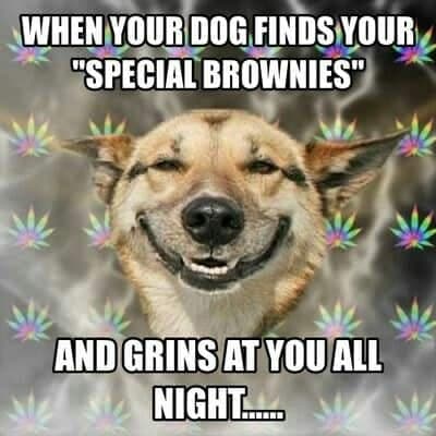 Smiling dog meme - when your dog finds your special brownies and grins at you all night