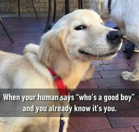 Smiling dog meme - when your human says who's a good boy and you already know it's you.