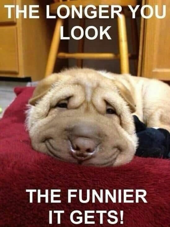 Smiling Dog Meme - The longer you look the funnier it gets