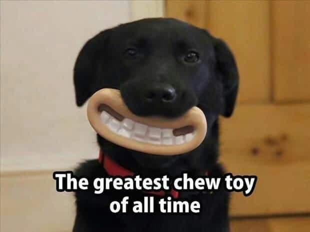 Smiling dog meme - the greatest chew toy of all time