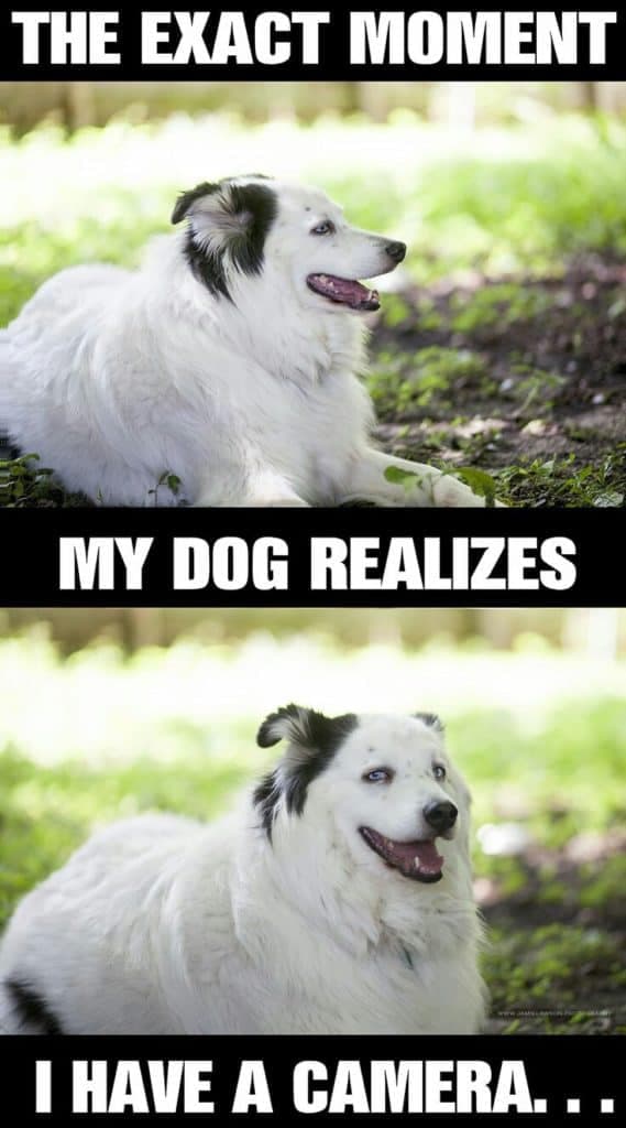 Smiling dog meme - the exact moment my dog realizes i have a camera