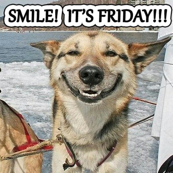 Smiling dog meme - smile! It's friday!!!